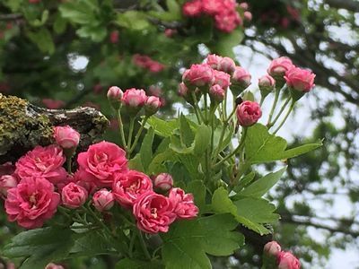 2019-05-05 13.07.49.jpg