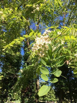 2019-05-21 09.53.41.jpg