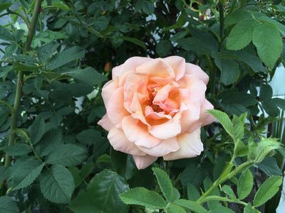 2019-05-21 16.33.59.jpg