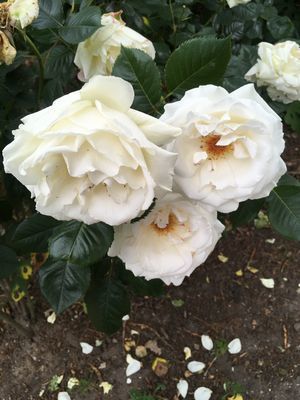 2019-05-27 13.43.55.jpg