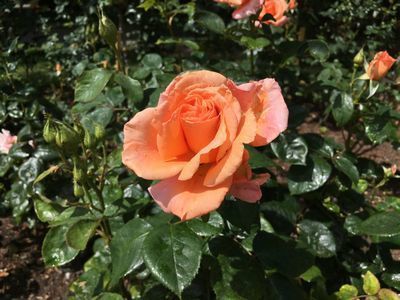 2019-06-06 11.34.54.jpg