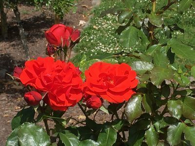 2019-06-06 11.35.58.jpg