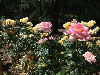 2019-06-06 11.43.40.jpg