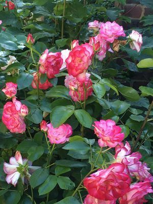 2019-06-14 17.56.48.jpg