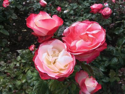 2019-06-22 15.28.35.jpg