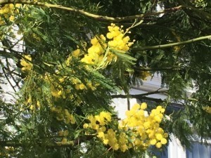 IMG_2285.jpg