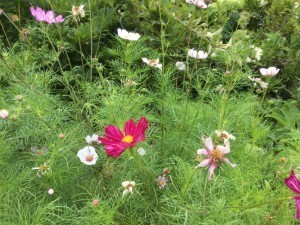 IMG_3579.jpg